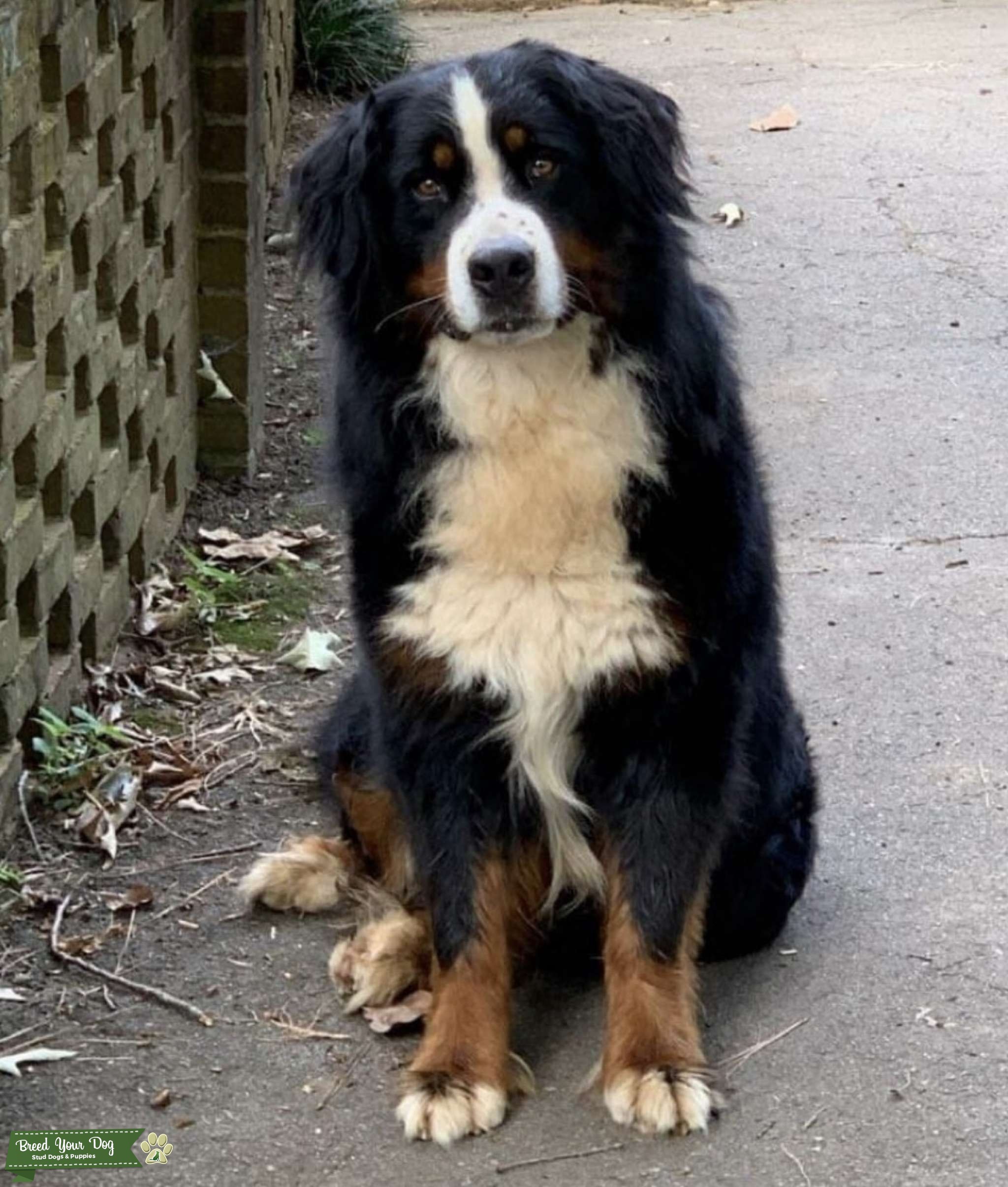 Proven Tri F1 Bernedoodle Stud Dog Michigan Breed Your Dog