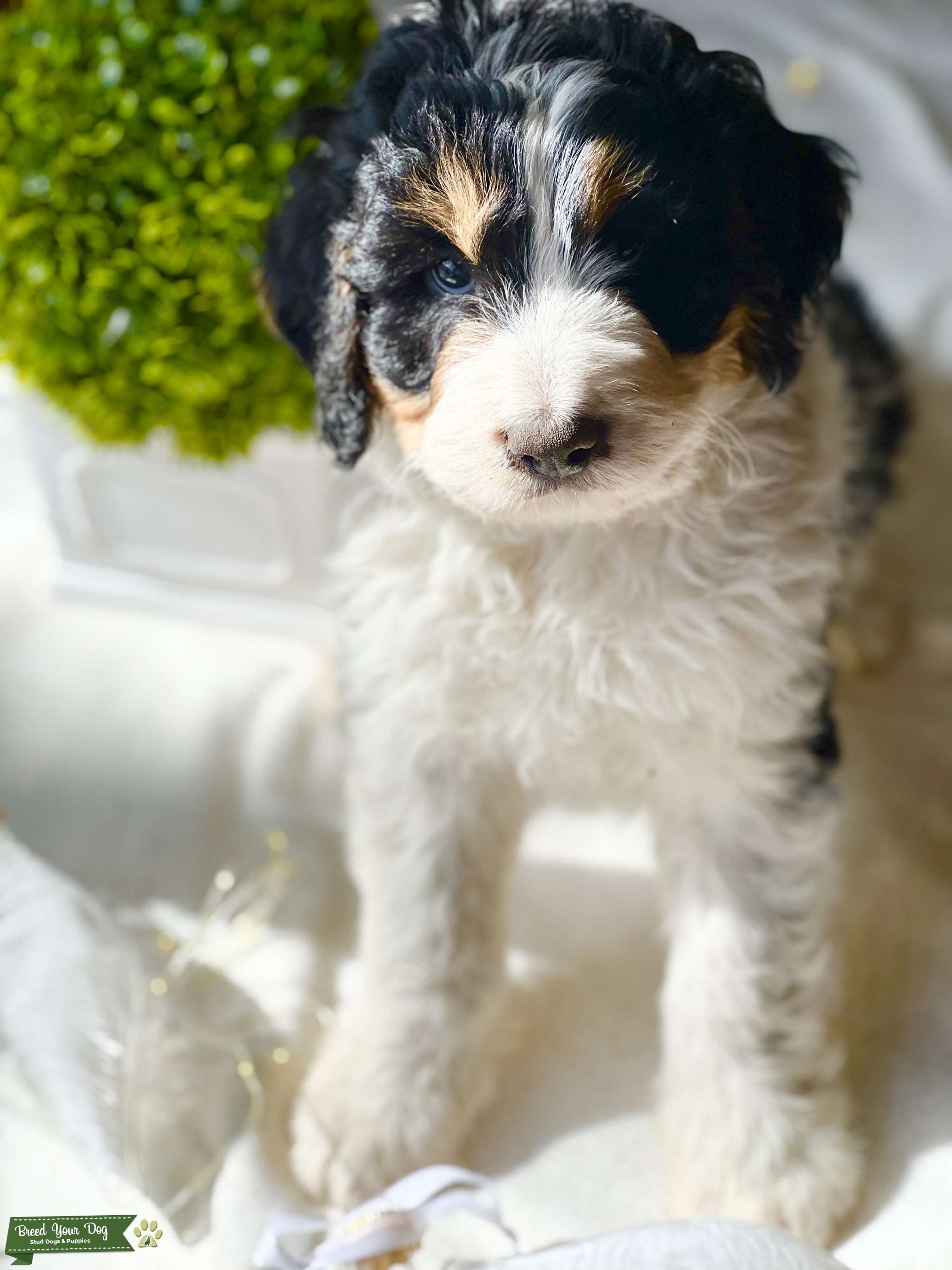 Proven Tri F1 Bernedoodle Stud Dog Michigan Breed Your Dog