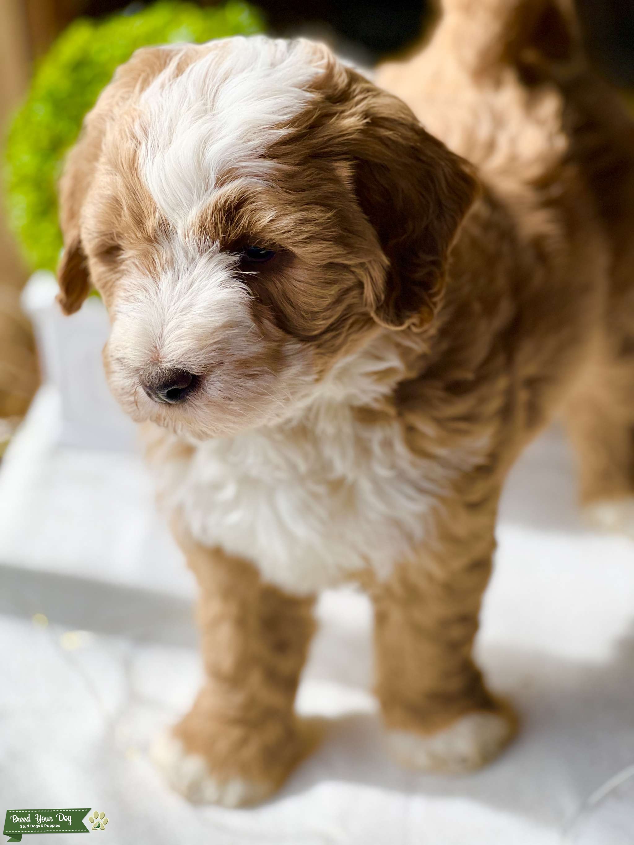 Proven Tri F1 Bernedoodle Stud Dog Michigan Breed Your Dog