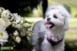 Looking for a boy for our cure purebred Maltese Listing Image