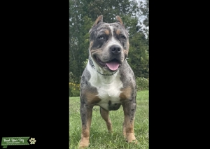 STUD AVAILABLE  Listing Image