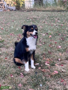 Playful and Sweet Boy Toy Aussie Listing Image