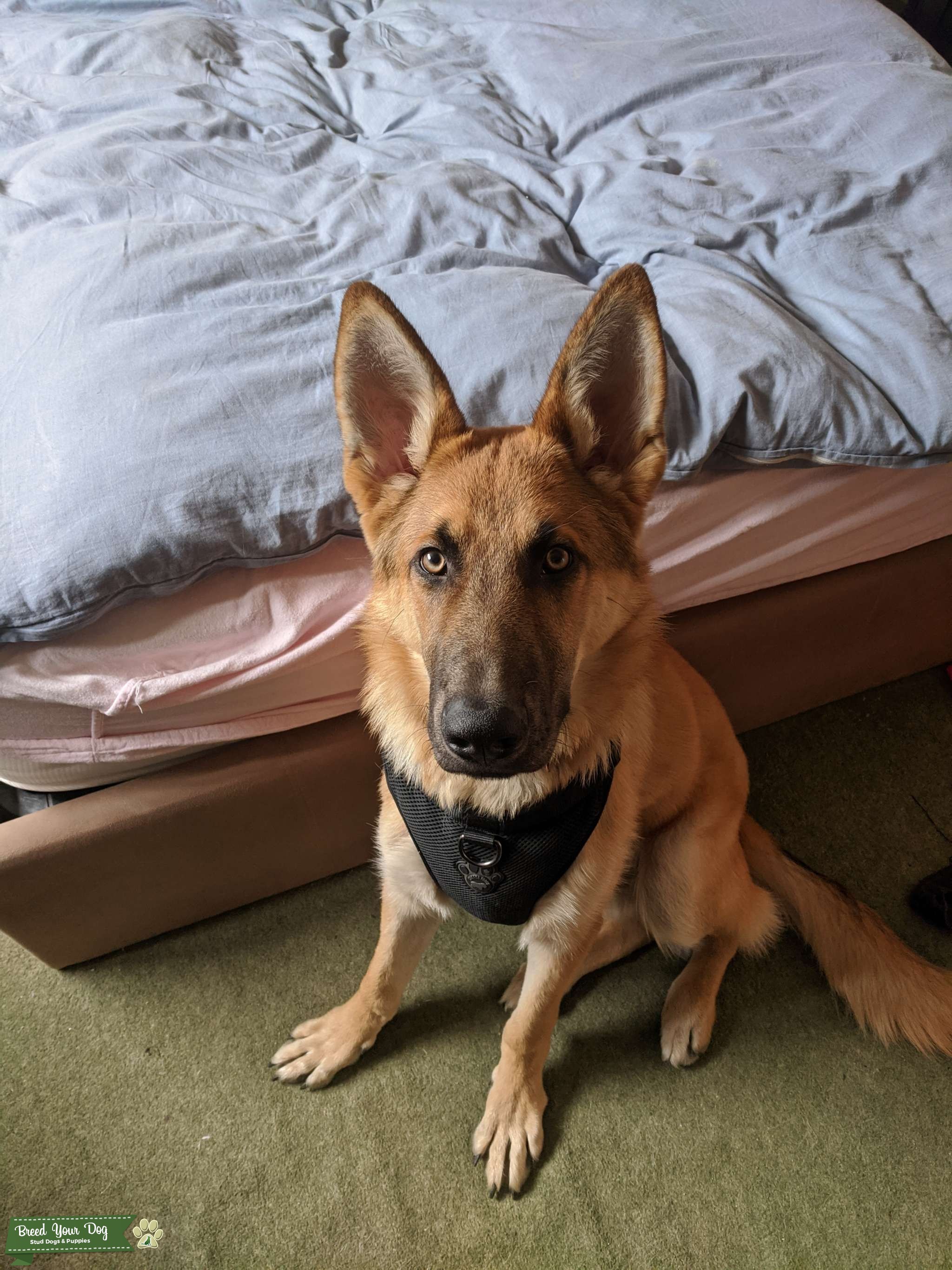 Blonde German Shepherd - Stud Dog in North West, the United States