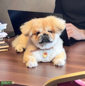 Cute full of personality pekingese Listing Image