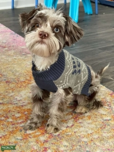 Highly Desirable Chocolate Merle Yorkie Male Listing Image
