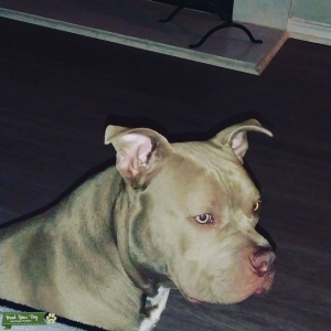 American bully Xl Listing Image