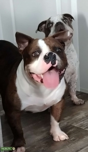 14 inch micro bully stud Listing Image