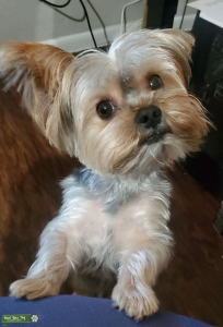 Pure breed Yorkie Stud Listing Image