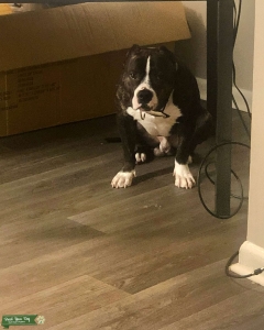 American Bully  Listing Image
