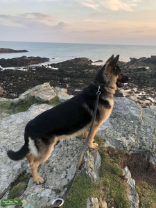 Gsd ready for stud  Listing Image