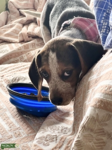 Open to ANY Stud, however, preferences include a Dalmatian, Boston Terrier, French Bulldog, Greyhound, Blue-Eyed Husky, or Blue-Eyed Australian Cattle Dog STUD. Listing Image