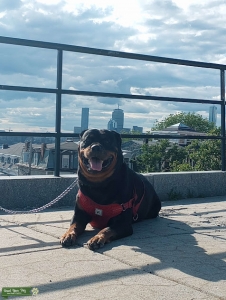 Looking For Rottweiler Studs  Listing Image