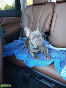 Blue French bulldog  Listing Image