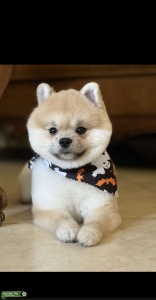 Bentley looking for love Listing Image