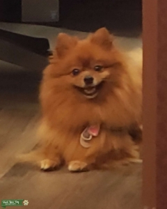 Orange Pomeranian Listing Image