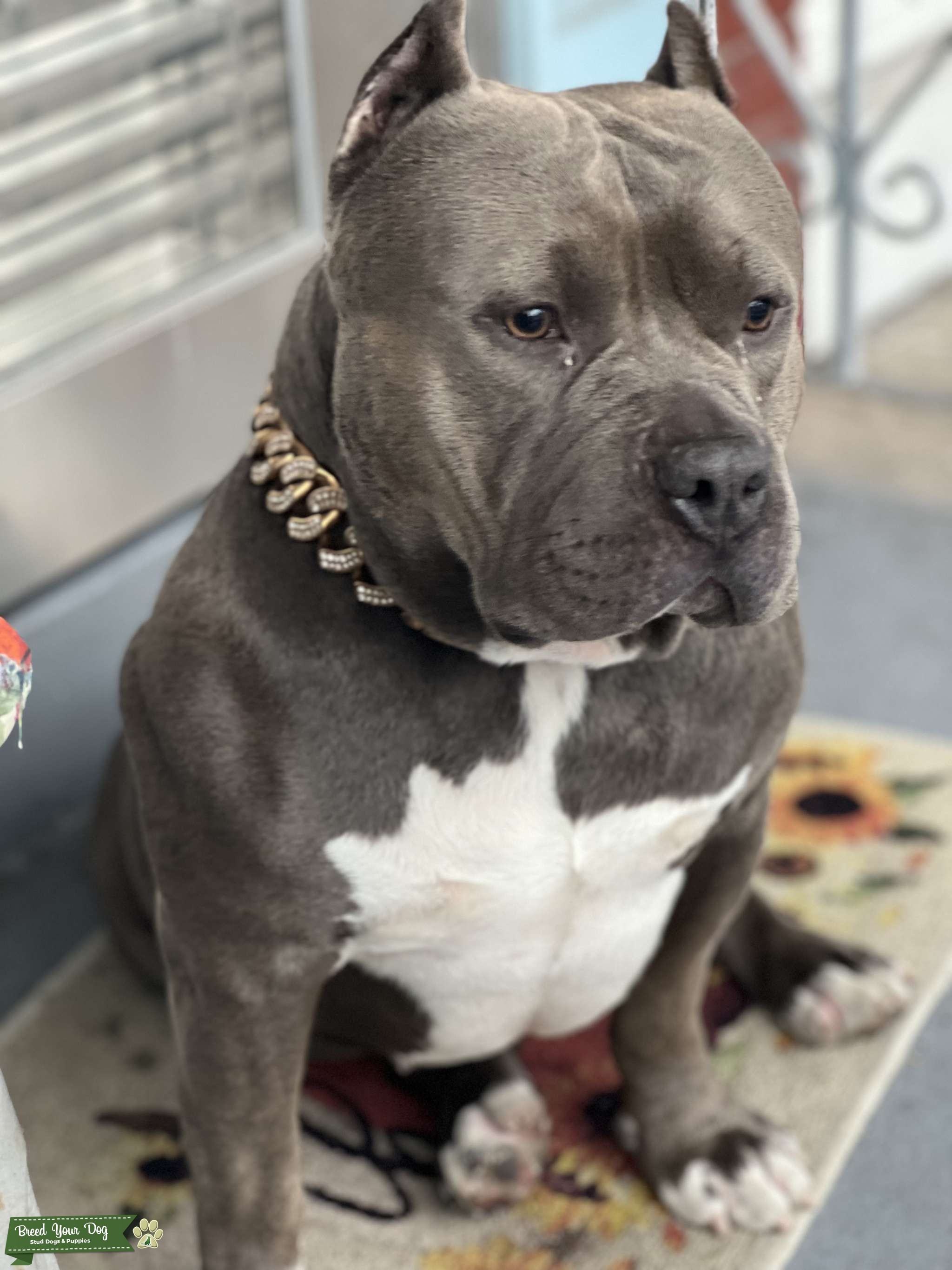 American Bully Stud Dog in Pennsylvania , the United States Breed