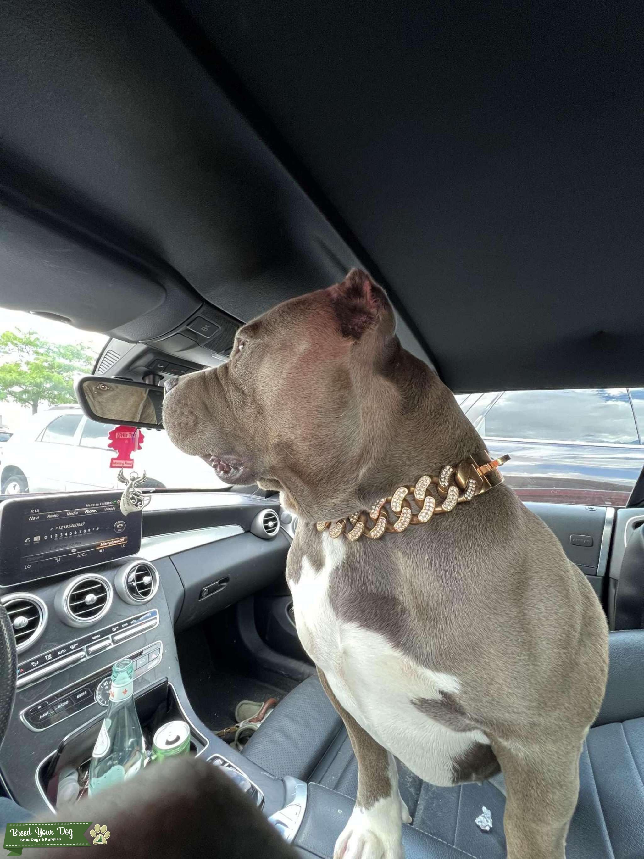 American Bully Stud Dog in Pennsylvania , the United States Breed