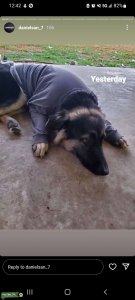 Gentle Giant German shepherd mix Listing Image