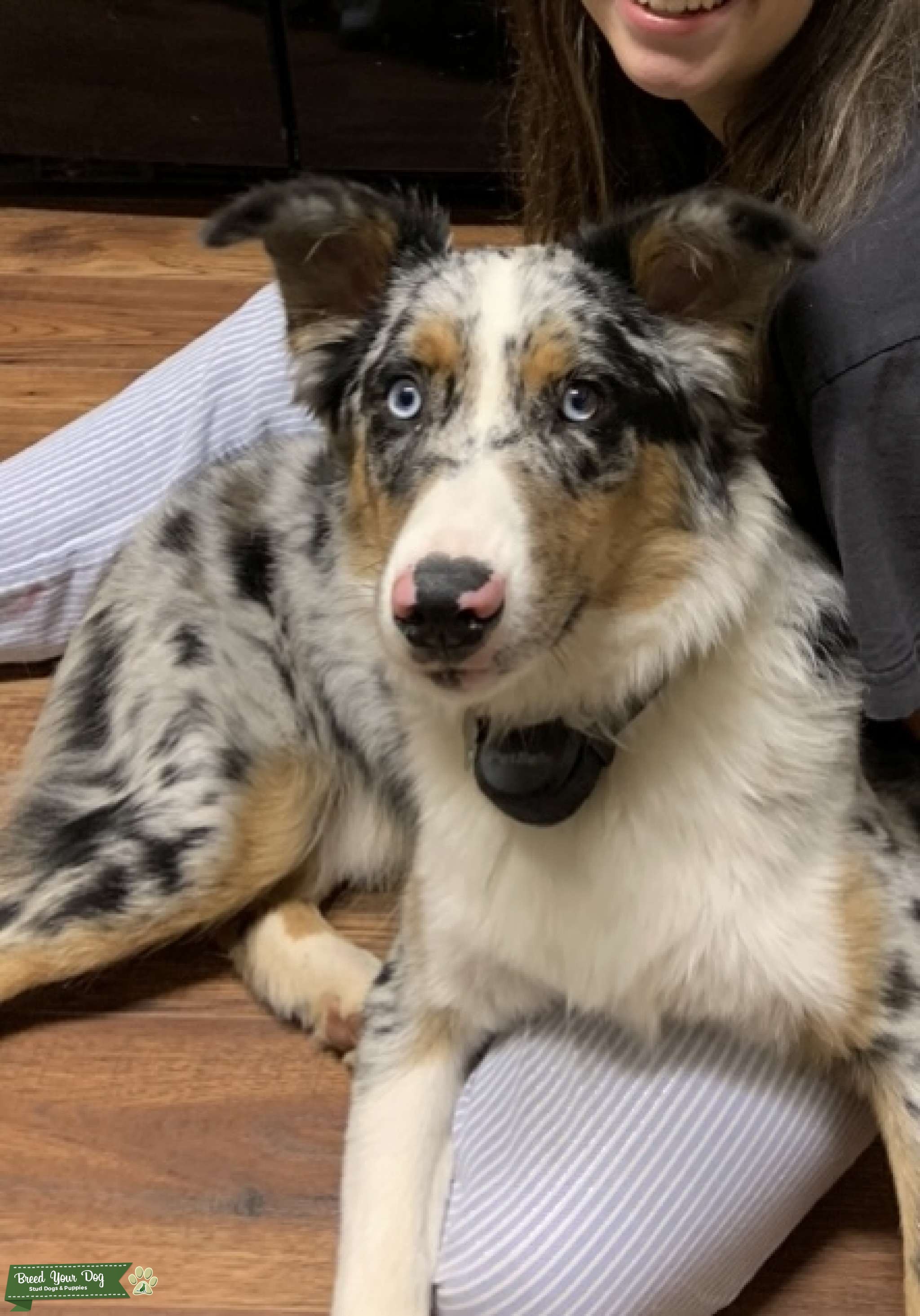 Oakley Stud Dog in Clayton, Ga, United States Breed Your Dog