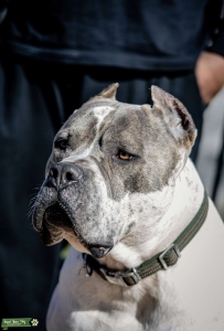 XXl Bully  Listing Image