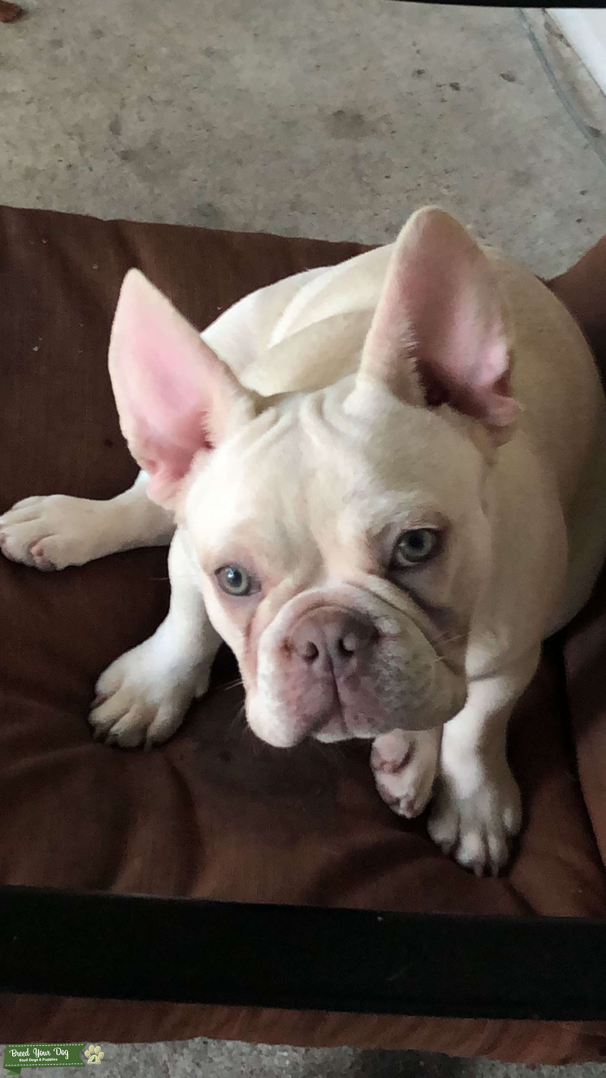 Stud Fee 500 Stud Dog in Houston Texas, the United States Breed