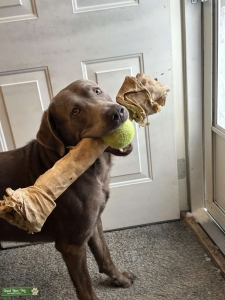 Male Silver lab Stud Listing Image