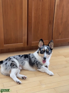 Stud Dog Available Listing Image