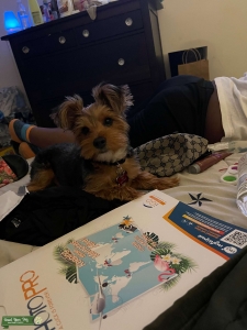 Yorkshire terrier   Listing Image