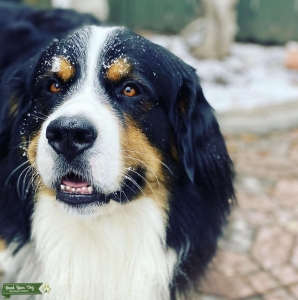 Bernese Mt. Dog Listing Image