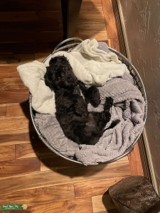 Shitzu-toy poodle Listing Image