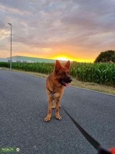 German shepherd  Listing Image