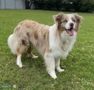 Border Collie Stud Dogs Available Now in Australia | Breed Your Dog