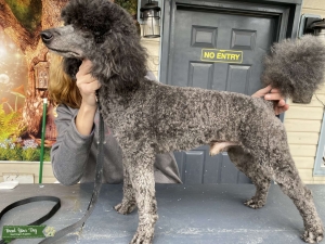 Proven AKC Champion Miniature Poodle Stud Listing Image
