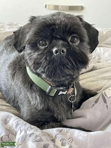 Stud dog  Listing Image