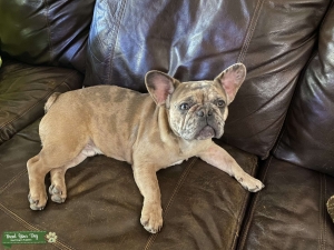 Blue Merle  Listing Image