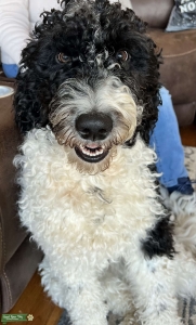Goldendoodle  Listing Image