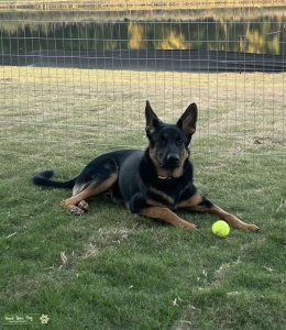 FULL-BLOODED, AKC REGISTERED MALE GERMAN SHEPHERD Listing Image