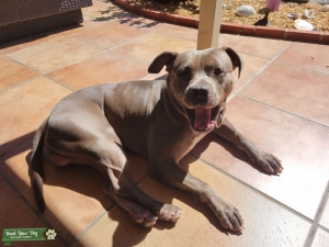 Blue pit stud  Listing Image