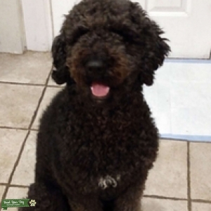 Berniedoodle Listing Image