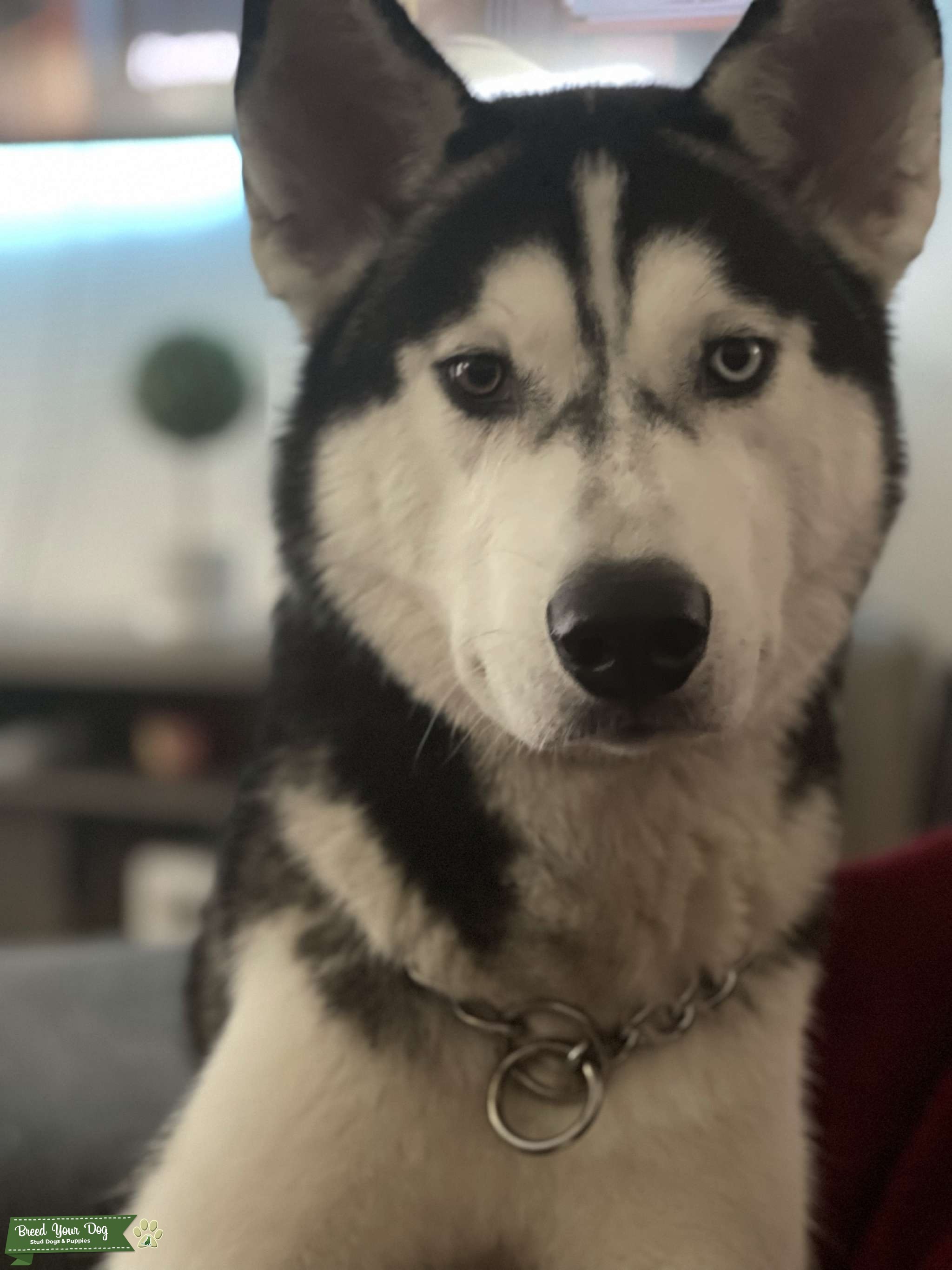 Milo Stud Dog in Jacksonville , the United States Breed Your Dog