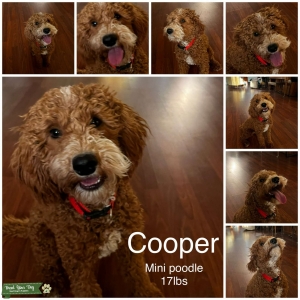 Cooper - Red/white mini poodle  Listing Image