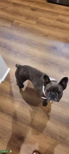 Brindle Frenchie -Female Listing Image