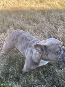 Merle Frenchie $350 stud fee Listing Image