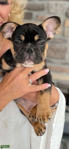 AKC Registered Exquisite Brindle Colored French Bulldog Listing Image