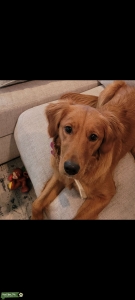 Golden retriever  Listing Image