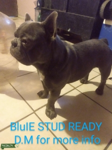 French bulldog stud Listing Image