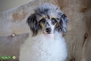 AKC Mini Merle phantom Parti poodle Listing Image