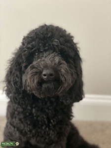 Miniature poodle stud  Listing Image
