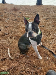 Boston Terrier Stud Available Listing Image