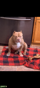 American bully stud  Listing Image